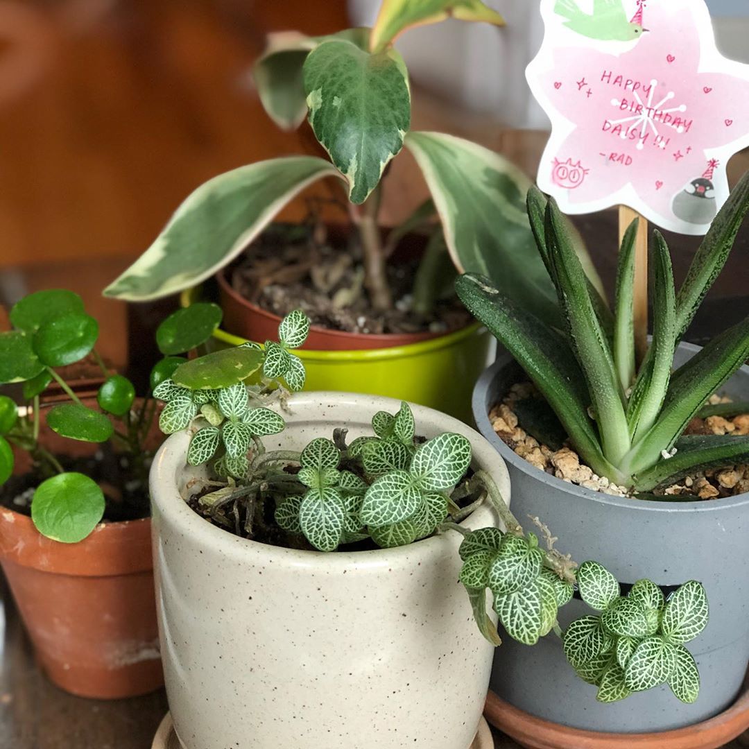 Store Plants