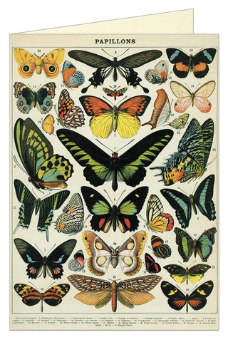 Butterflies - Greeting Card