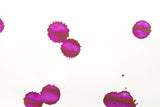 Diamine Shimmer Ink - Magenta Flash - 50mL