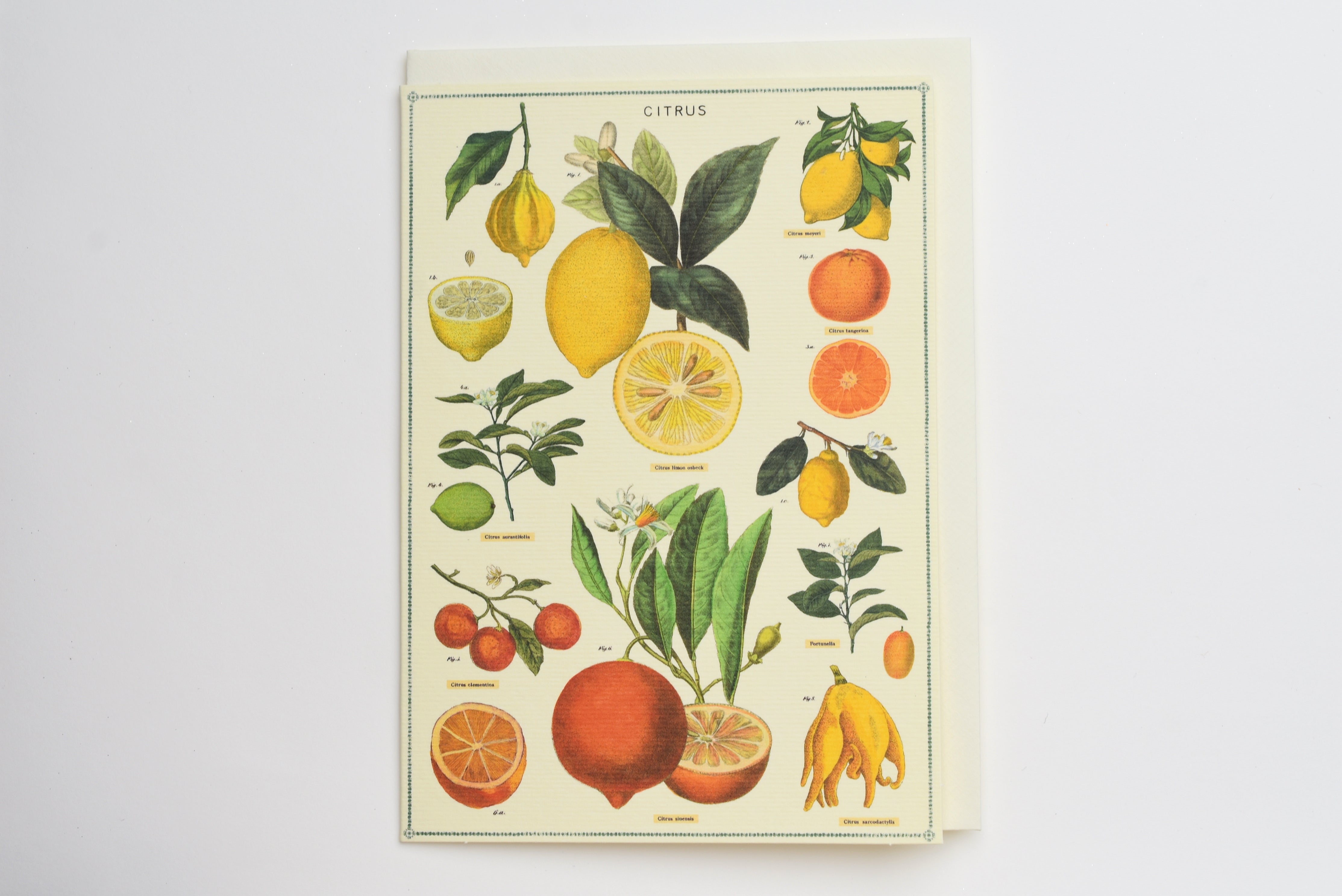 Citrus Greeting Card