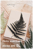 LCN Fern Specimen Stamp Set B