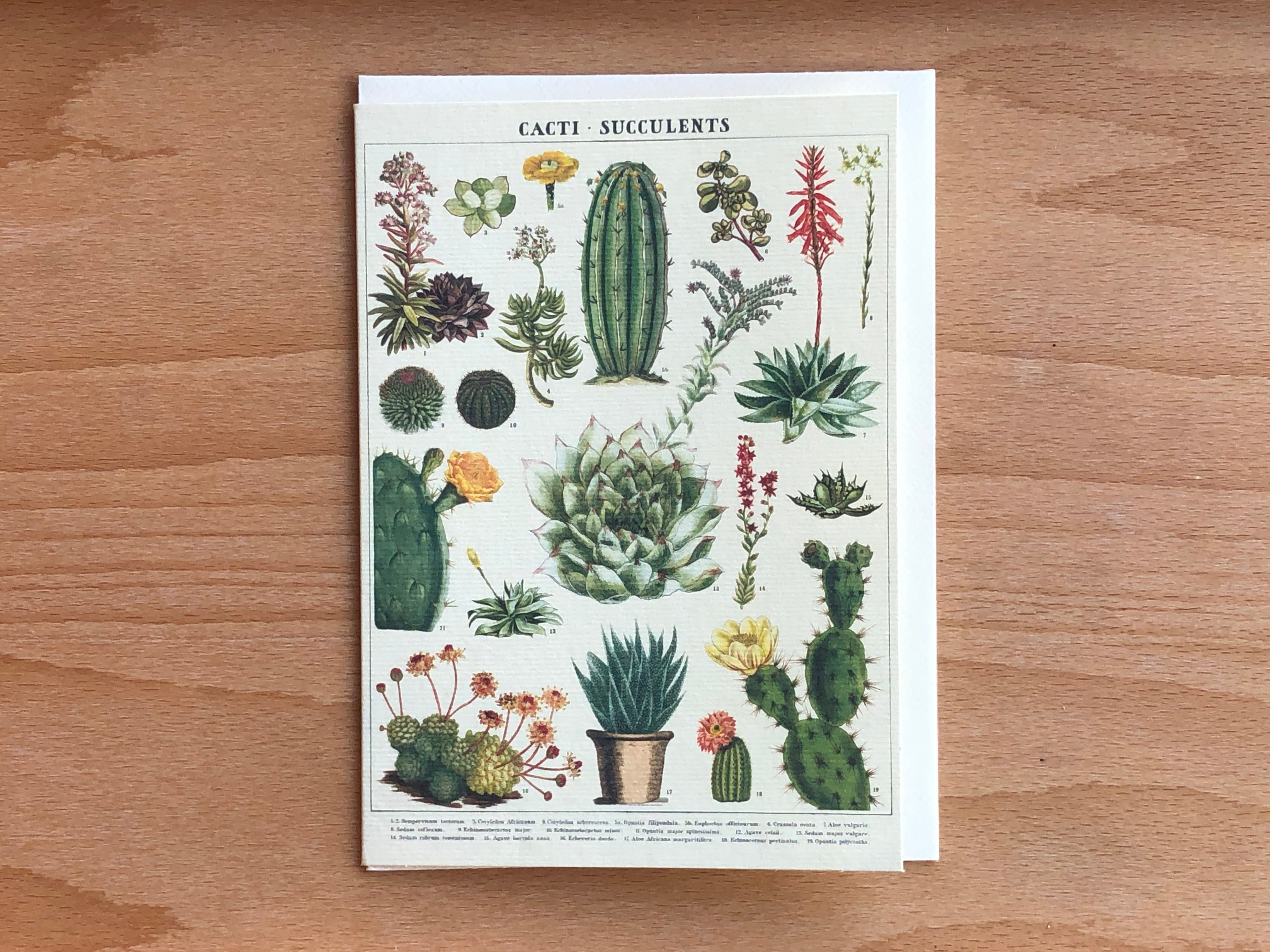 Cacti and Succulents Greeting Card